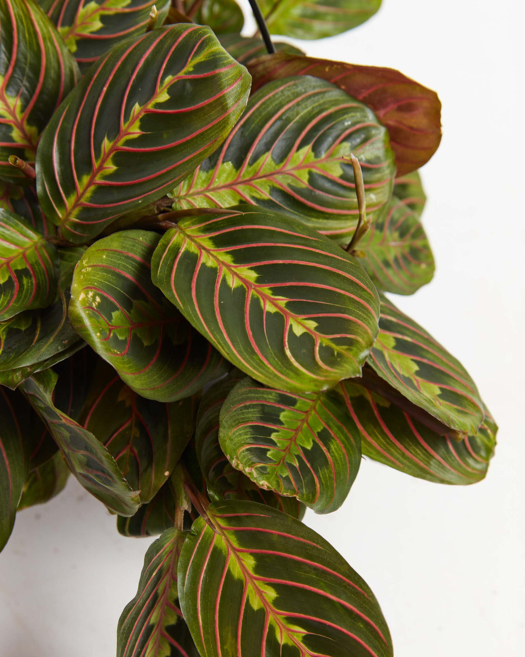 A detailed close-up of a Maranta Red Prayer Plant, showcasing the intricate herringbone pattern of its dark green leaves, bright green centers, and striking red veins against a white background.