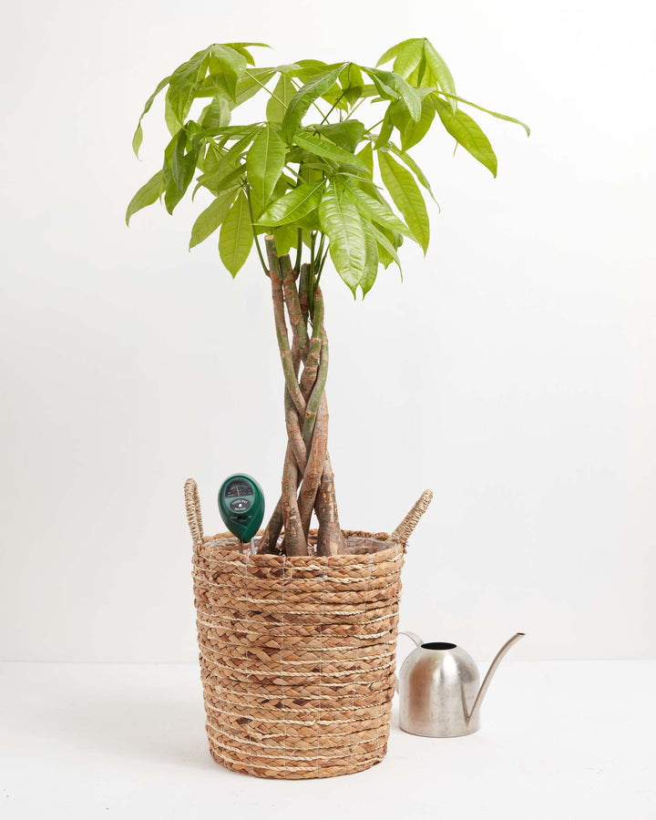 Plant Thermometer <3, Lively Root, Accessory, , , , 