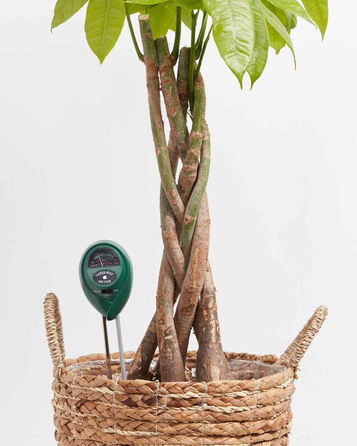 Plant Thermometer <3, Lively Root, Accessory, , , , 