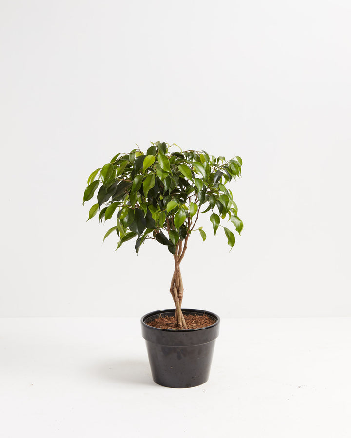 Ficus Benjamina Midnight Braid, Lively Root, Plant, Size, Medium, , 