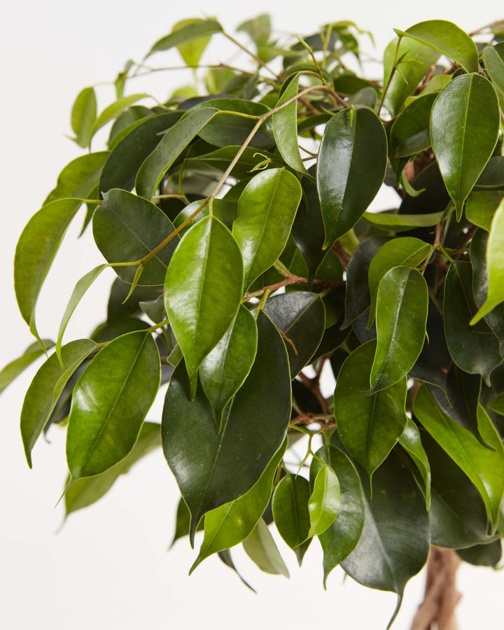 Ficus Benjamina Midnight Braid, Lively Root, Plant, , , , 