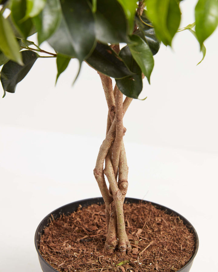 Ficus Benjamina Midnight Braid, Lively Root, Plant, , , , 