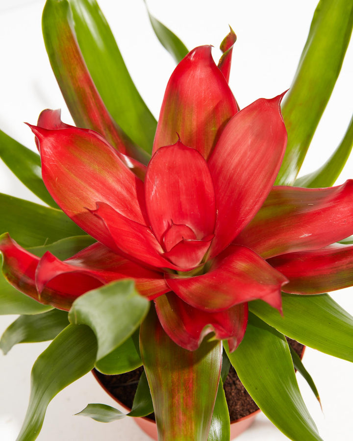 Neoregelia Bromeliad, Lively Root, Plant, Detail , , , 