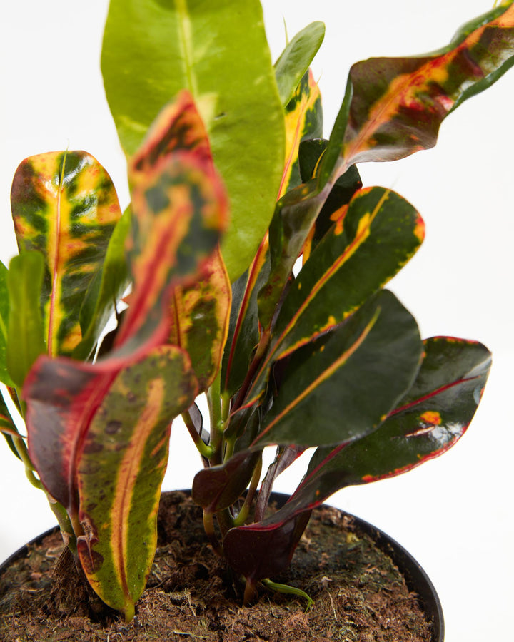Croton Mammy, Lively Root, Plant, , , , 
