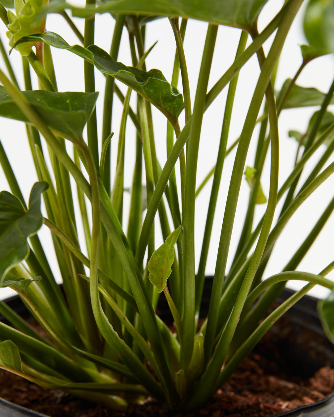Philodendron Xanadu, Lively Root, Plant, , , , 