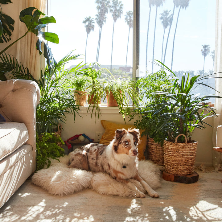 An Australian Shepherd dog relaxing on a white faux fur rug surrounded by pet-friendly indoor plants in a bright, sunlit room.