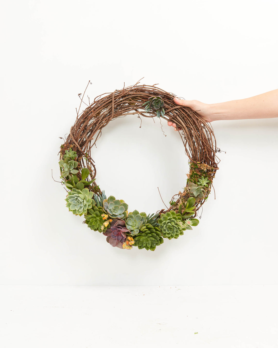 18" Fresh Live Succulent Wreath: Partially Covered, Lively Root, Plant, Size, 18-Inch, , 