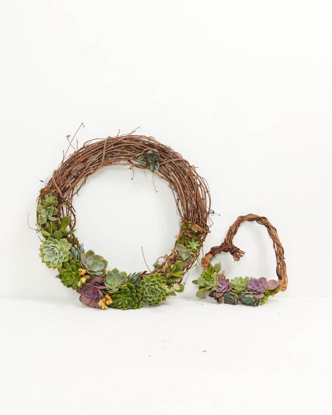 18" Fresh Live Succulent Wreath: Partially Covered, Lively Root, Plant, , , , 