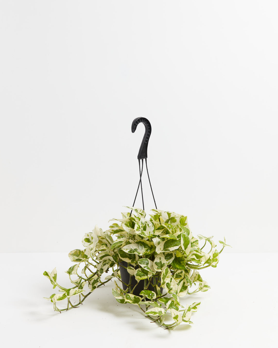 Pearls and Jade Pothos 6-inch black grower hanging basket with cascading white and green variegated vines – live trailing houseplant ready to ship