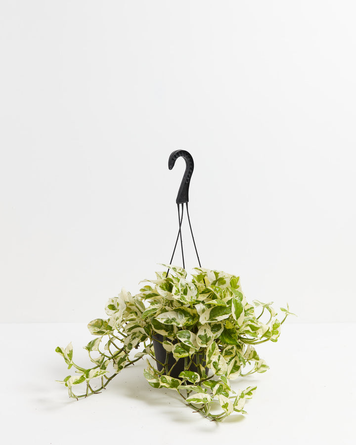 Pearls and Jade Pothos 6-inch black grower hanging basket with cascading white and green variegated vines – live trailing houseplant ready to ship