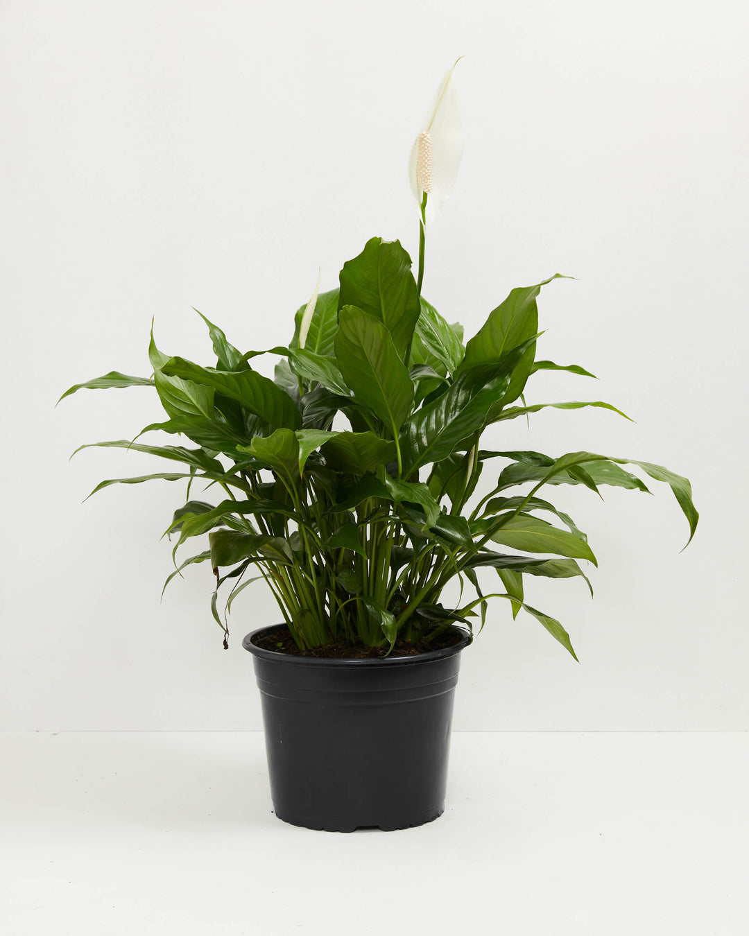 Blooming Peace Lily with a single white flower in a black grower pot against a white background.