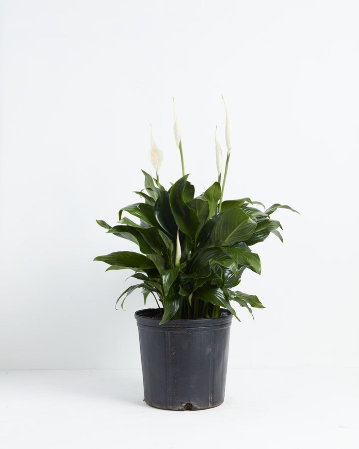 Blooming Peace Lily with multiple white flowers in a black grower pot against a white background.