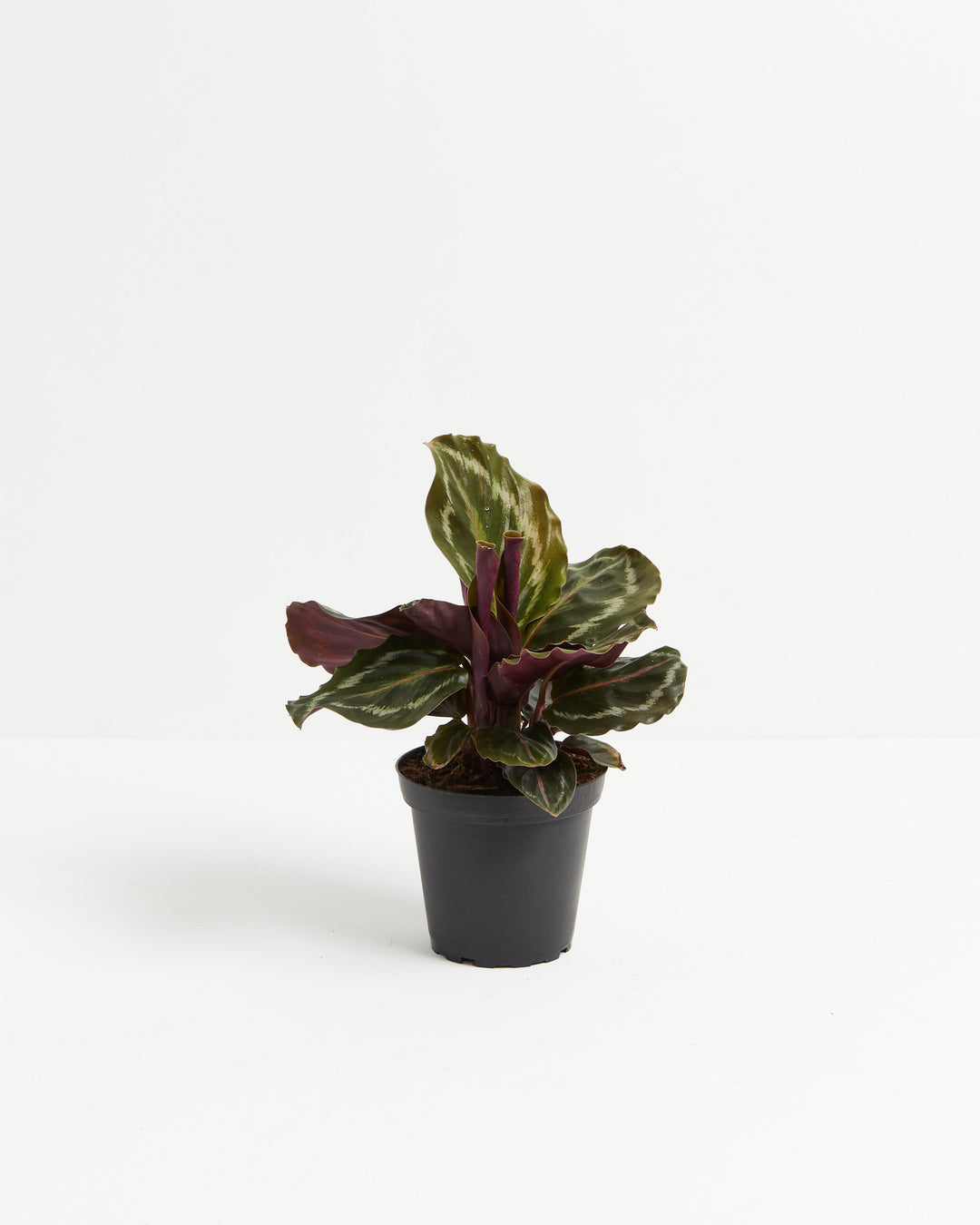 Calathea Medallion plant in a black nursery pot with compact dark green patterned leaves and purple undersides
