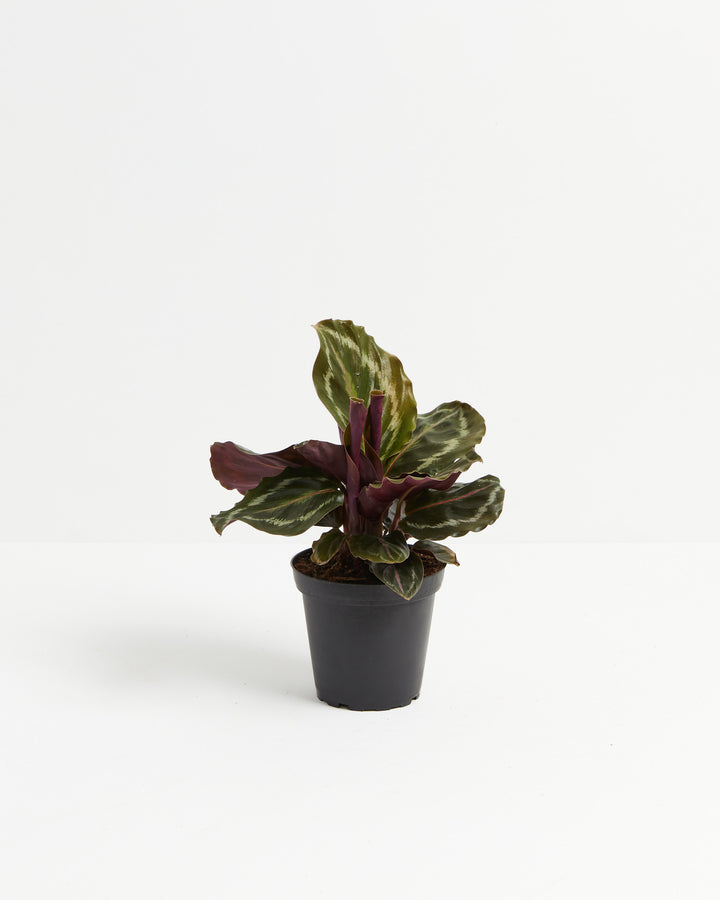 Calathea Medallion plant in a black nursery pot with compact dark green patterned leaves and purple undersides