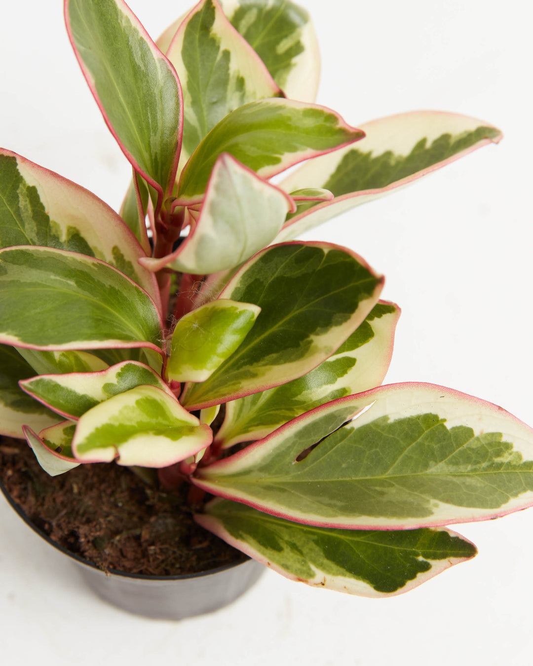 Peperomia Ginny variegated foliage macro, close-up of cream and green leaf coloration with prominent red veining and burgundy stems, plant detail shot