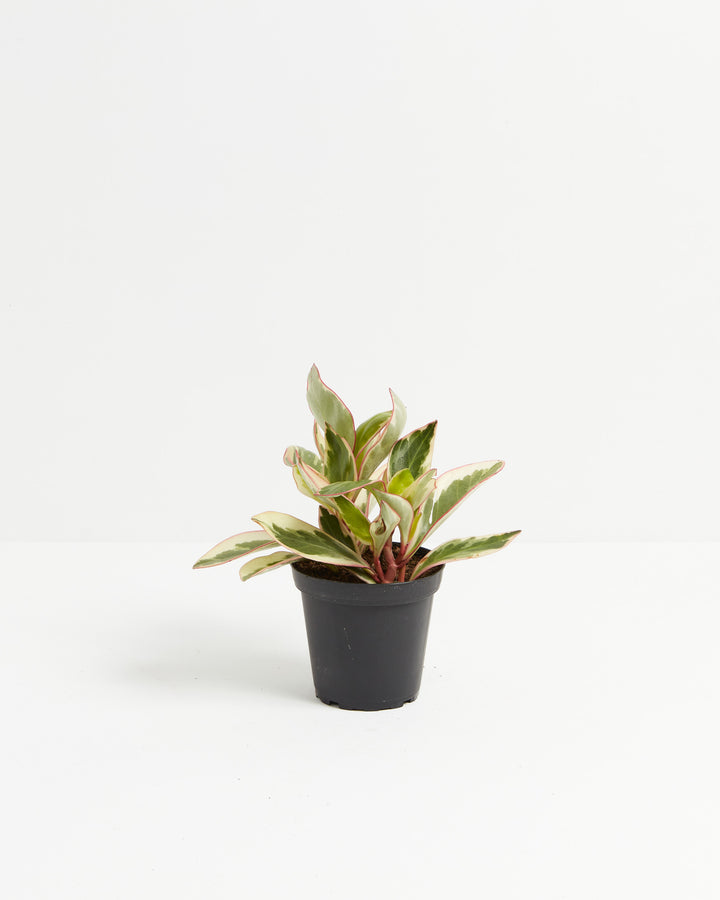Peperomia Ginny young plant in black nursery pot, variegated foliage, healthy compact growth ready for repotting, low-maintenance houseplant from grower