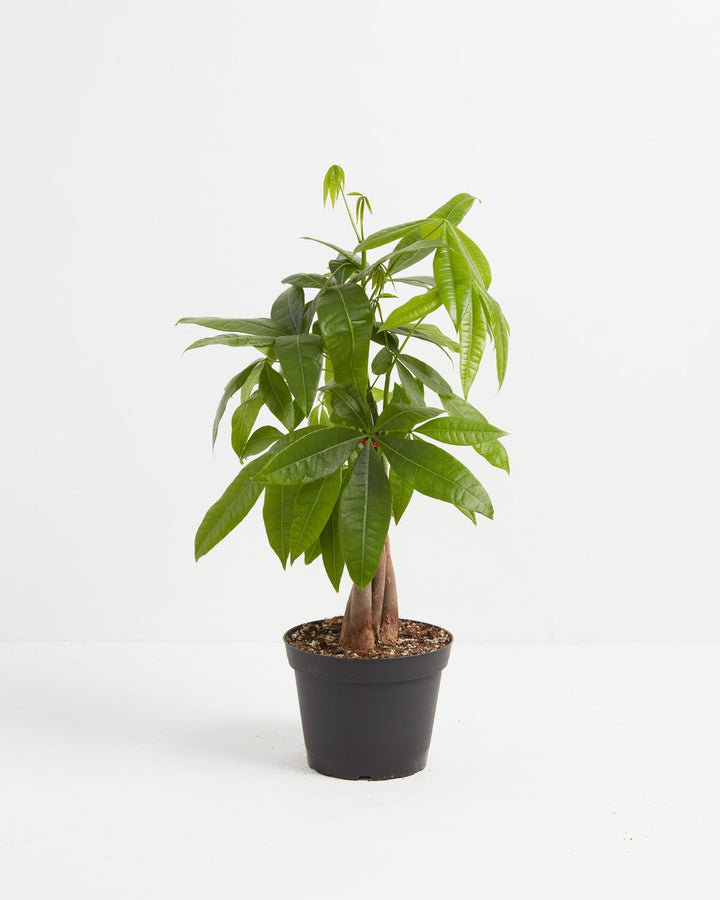 Lush green Money Tree (Pachira aquatica) with a braided trunk in a black grower pot against a white background.