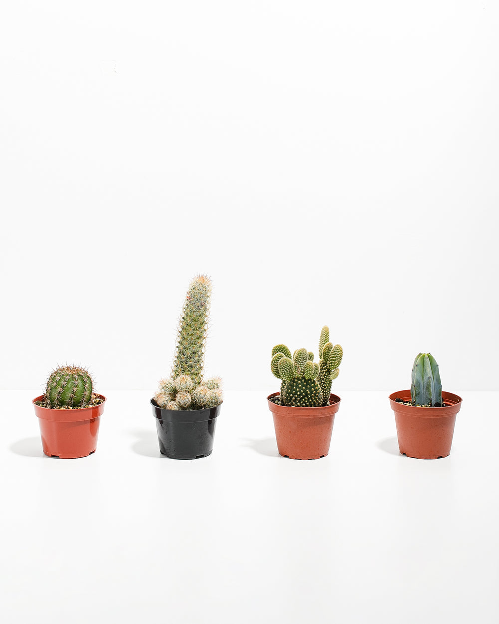 Cool Cactus Collection