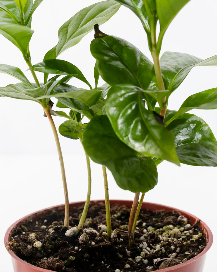 Coffee plant stems and base detail showing multiple woody stalks emerging from potting soil