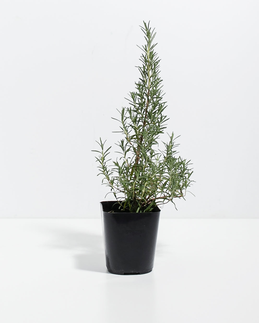 Mini Rosemary Tree