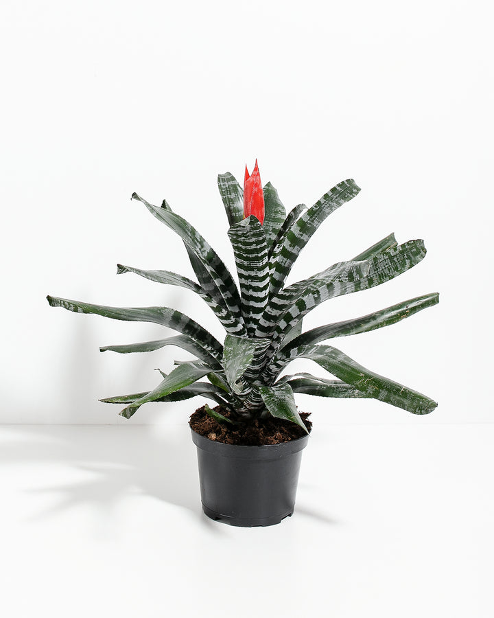 Amazonian Zebra Bromeliad