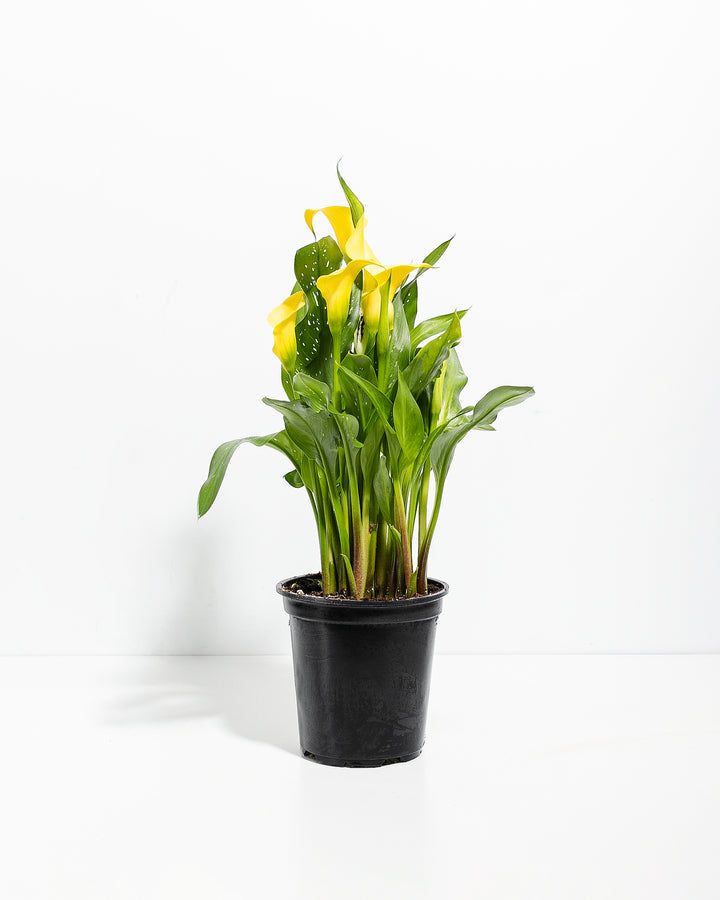 Yellow Calla Lily