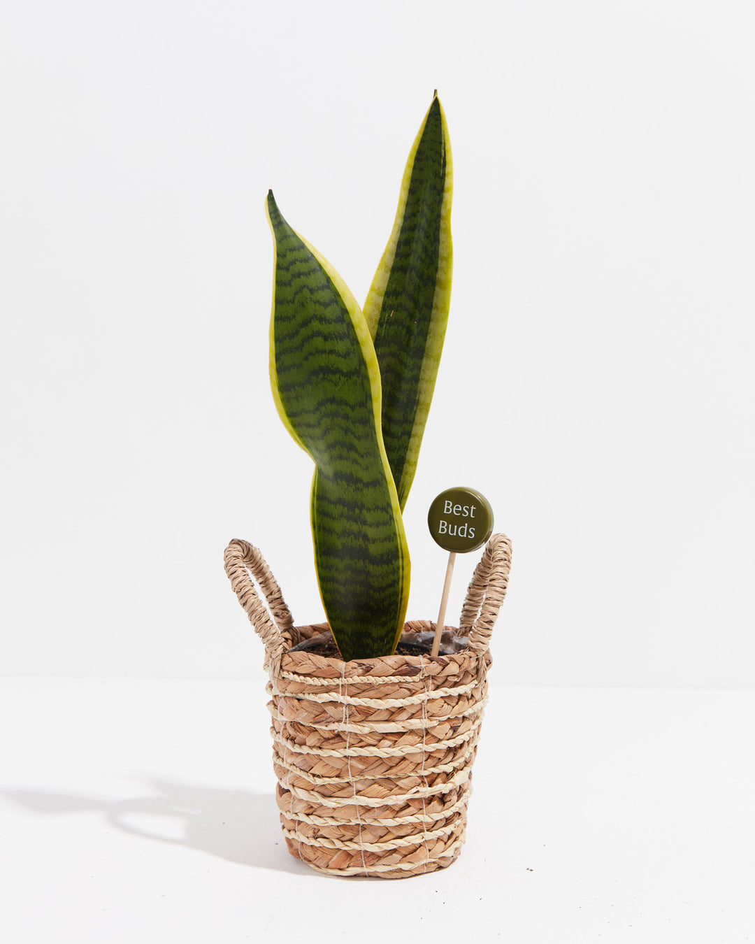 Round olive green plant marker featuring "Best Buds" text styled in potted snake plant with natural woven basket, playful plant care accessory and friendship gift.