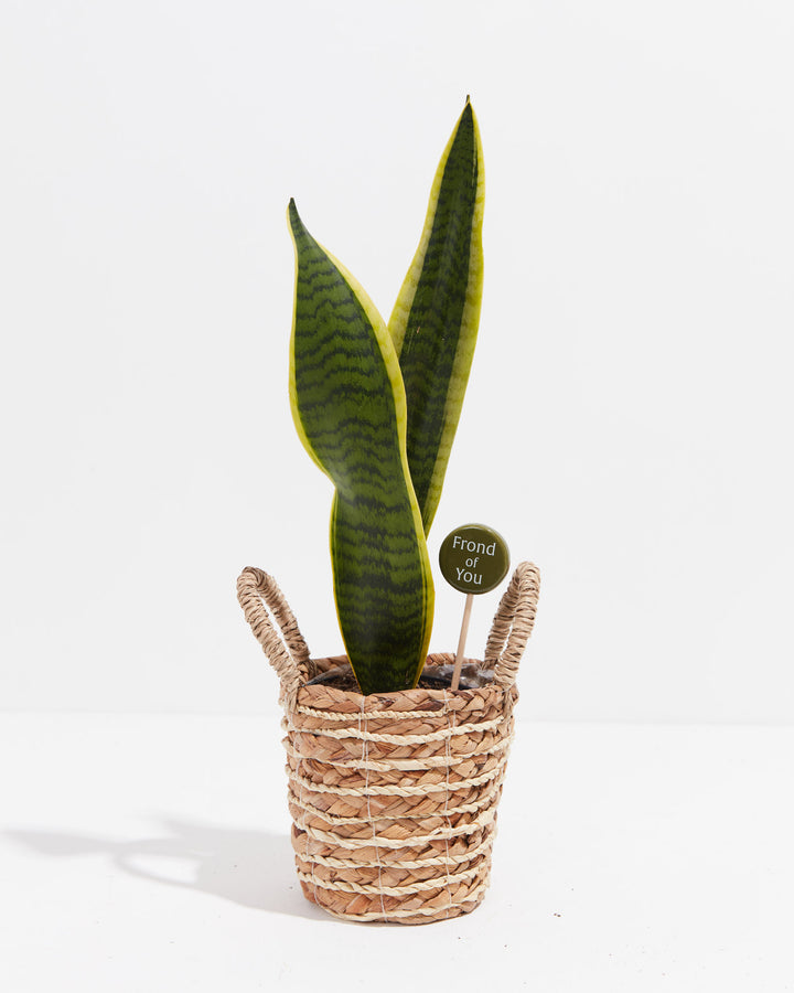 Circular green plant pick displaying "Frond of You" humorous message inserted in tall variegated snake plant in seagrass-wrapped planter, plant parent décor gift.