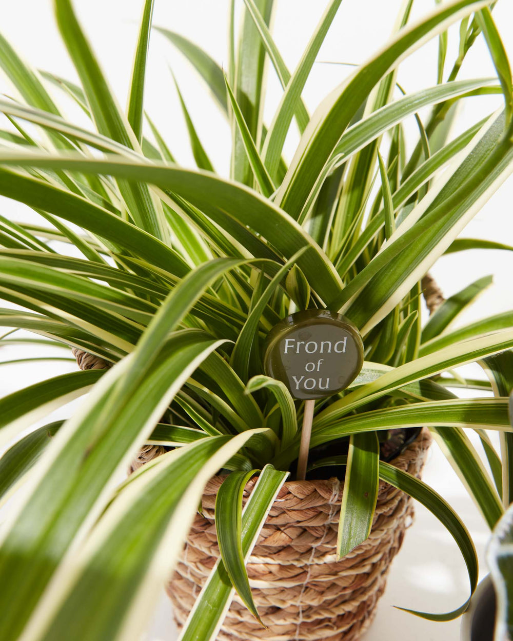 Variegated spider plant foliage with striped lime and cream leaves surrounding "Frond of You" circular plant pick marker, botanical plant accessory and care marker.