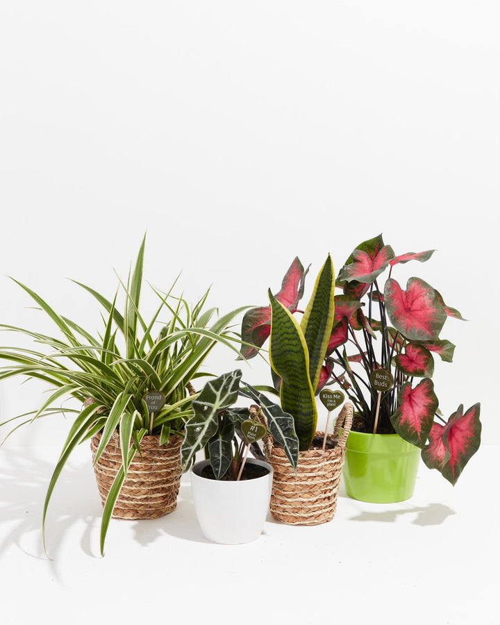 Assortment of decorative plant sticks and markers displayed across multiple houseplants including spider plant, caladium with pink foliage, and snake plant in woven and ceramic pots, plant collection styling.