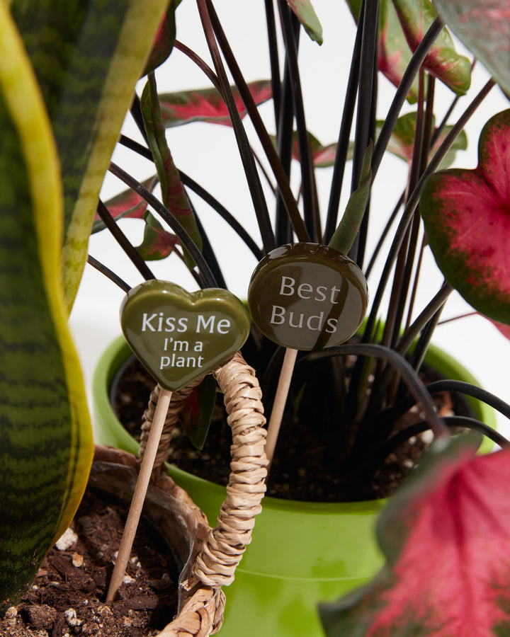 Close-up detail of decorative plant markers showing heart-shaped and round toppers with "Kiss Me I'm a plant" and "Best Buds" engraved text and twine-wrapped stems for plant identification.