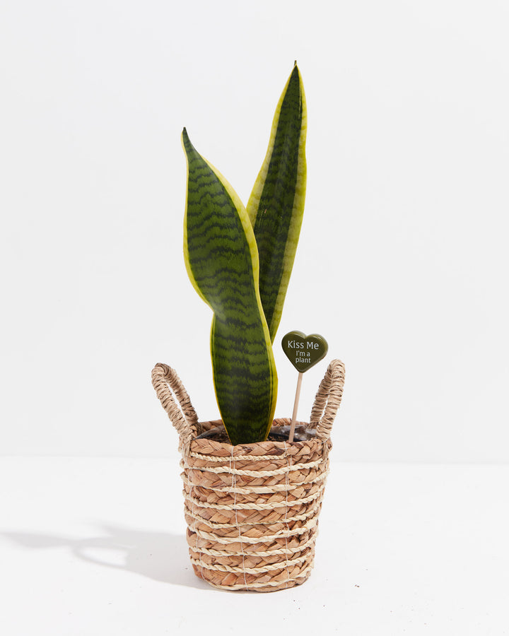 Decorative plant pick featuring "Kiss Me I'm a plant" text with heart-shaped green topper positioned in variegated snake plant in natural woven seagrass basket.