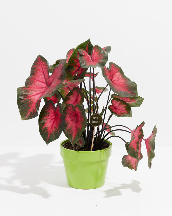 Caladium houseplant with vibrant pink and red variegated foliage in bright lime green ceramic pot displaying "Best Buds" plant marker stick, tropical houseplant gift set.