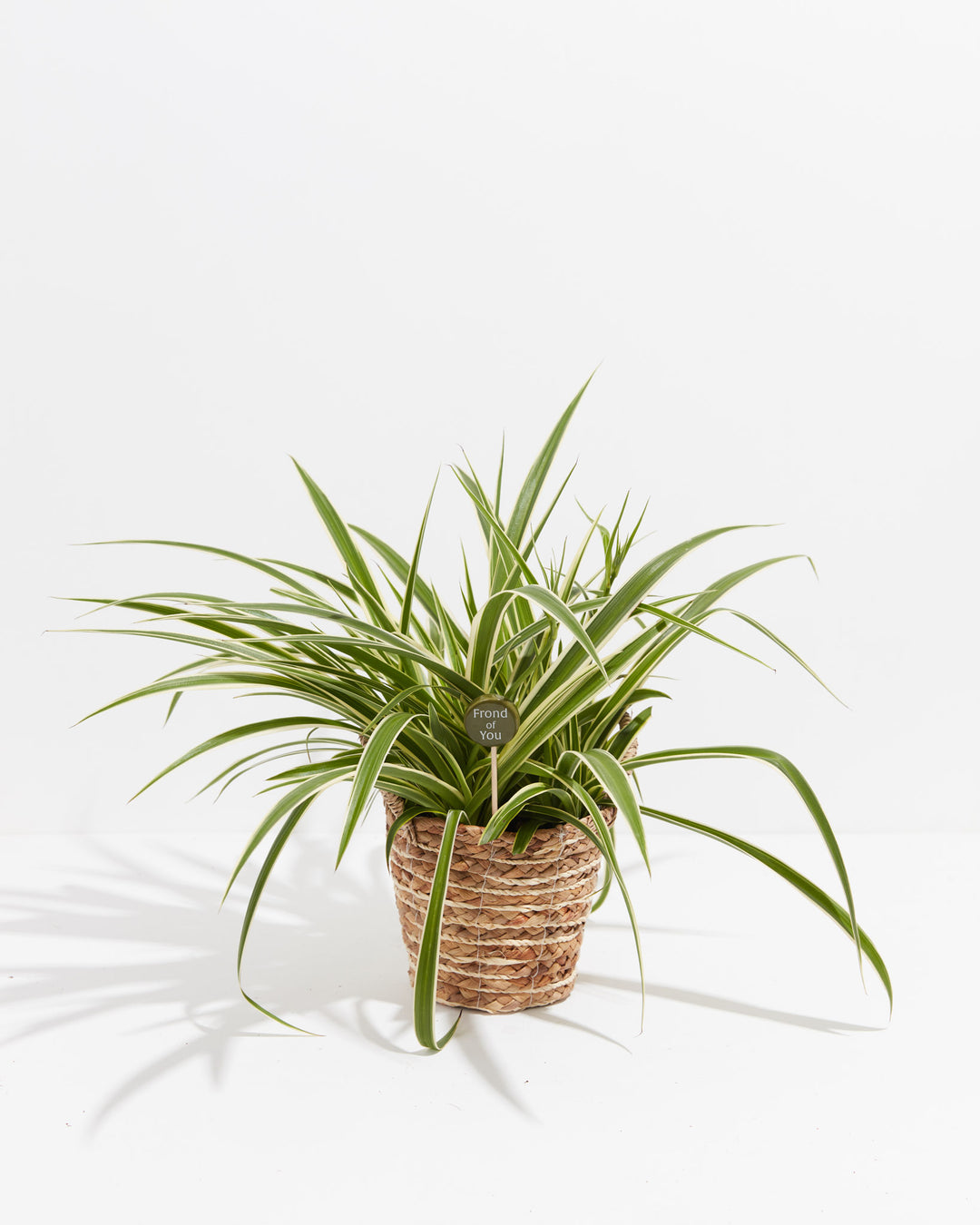 Striped spider plant in woven basket with "Frond of You" plant pick marker featuring circular topper and wooden dowel stem, decorative plant identification and gift accessory.