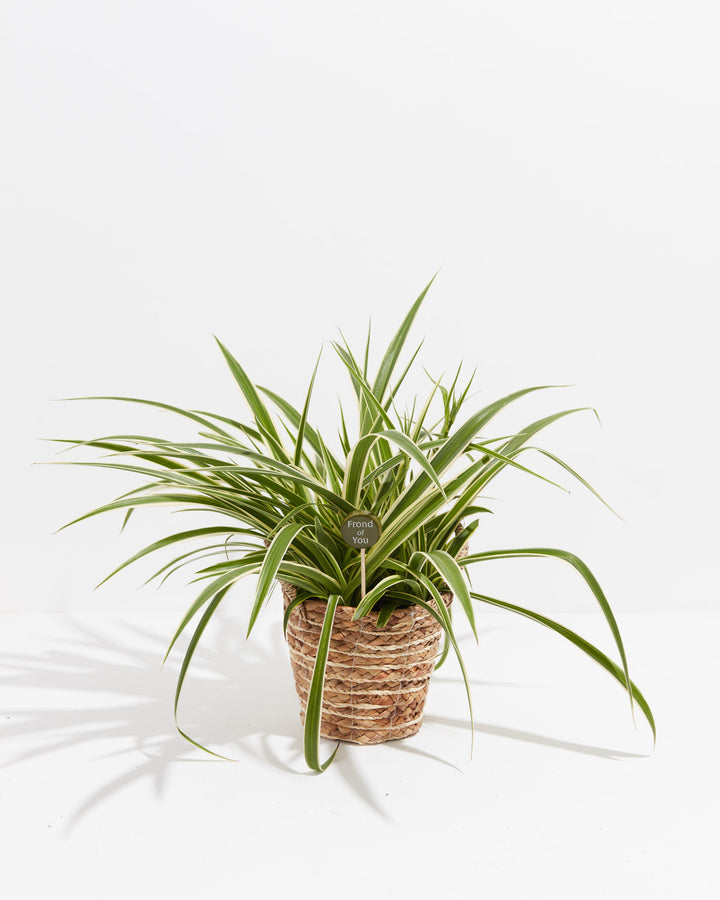 Striped spider plant in woven basket with "Frond of You" plant pick marker featuring circular topper and wooden dowel stem, decorative plant identification and gift accessory.