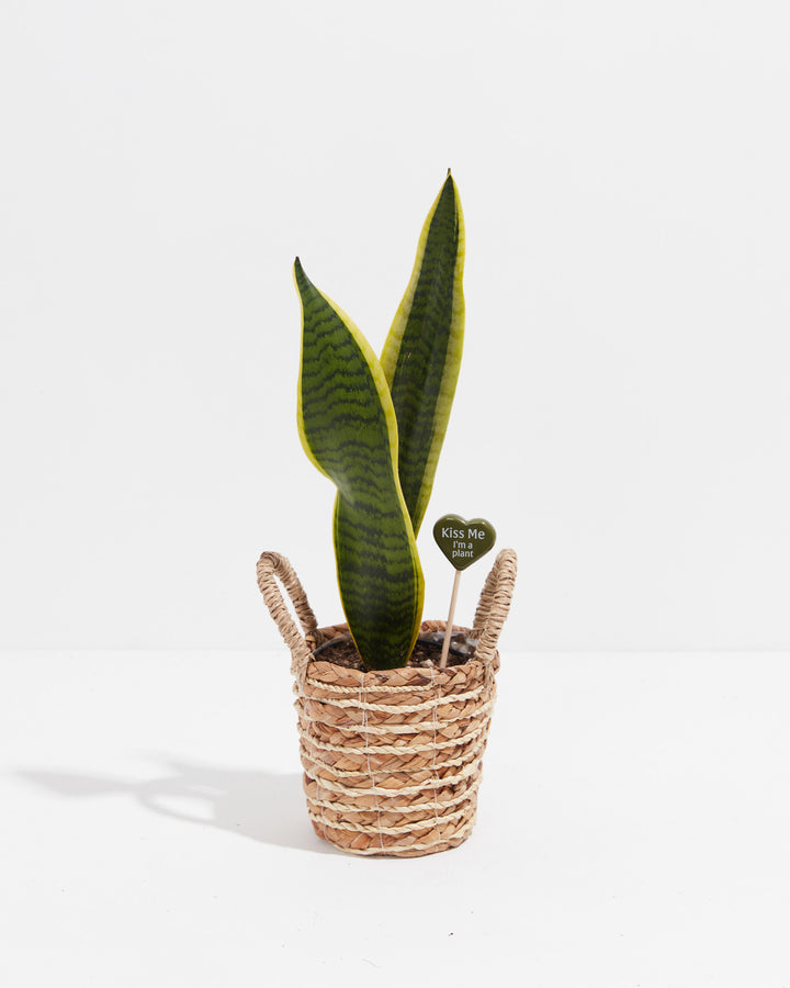 "Kiss Me I'm a plant" decorative plant pick with natural jute-wrapped stem in variegated snake plant with woven seagrass pot, whimsical plant identification marker.