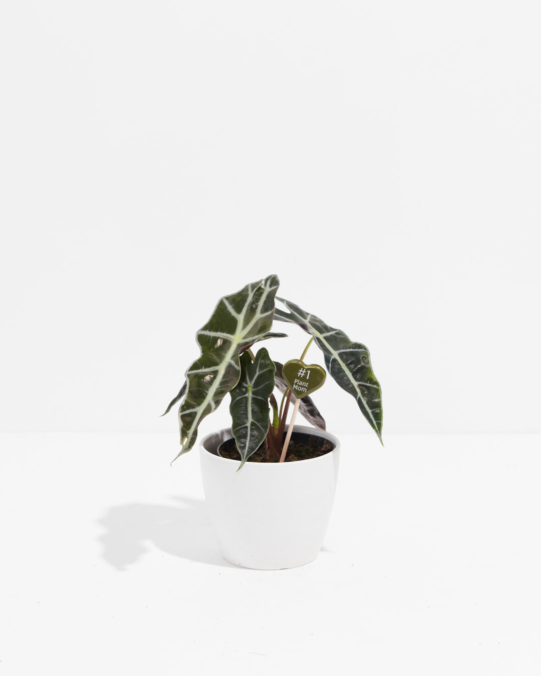 Plant stick marker with "#1 Plant Mom" message displayed in white ceramic pot with striking variegated caladium houseplant, humorous plant parent décor accessory.