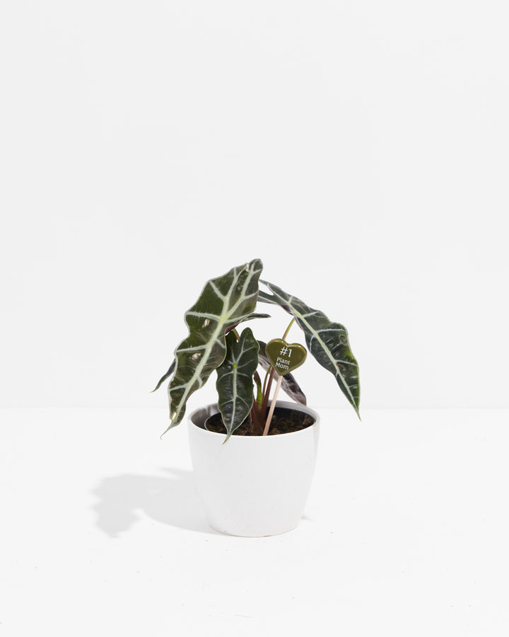Plant stick marker with "#1 Plant Mom" message displayed in white ceramic pot with striking variegated caladium houseplant, humorous plant parent décor accessory.
