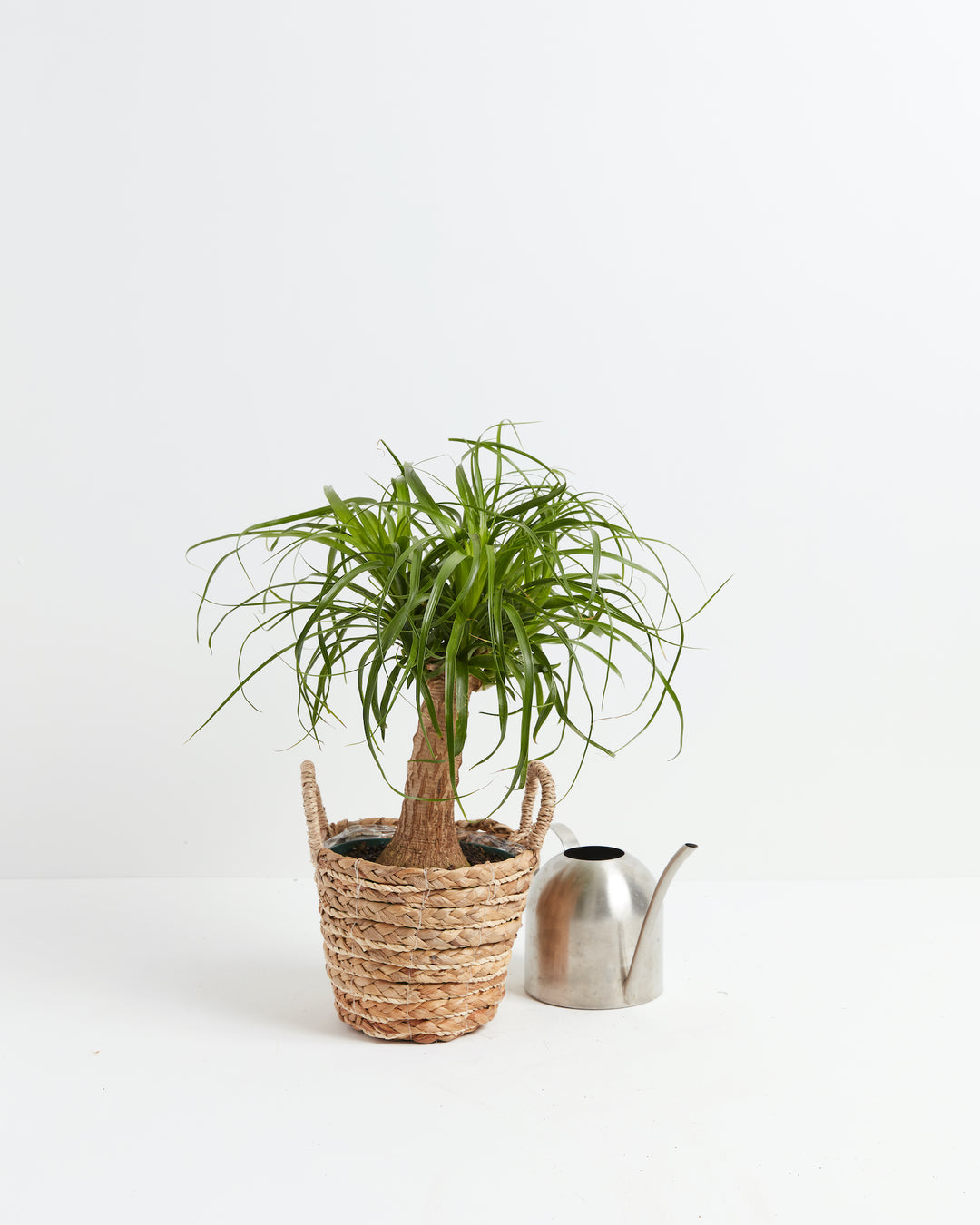 Potted Ponytail Palm tree in a woven seagrass basket planter with handles, sitting next to a silver stainless steel watering can against a plain white background.