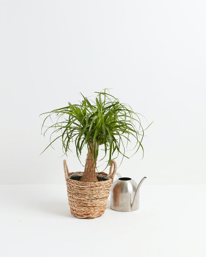 Potted Ponytail Palm tree in a woven seagrass basket planter with handles, sitting next to a silver stainless steel watering can against a plain white background.