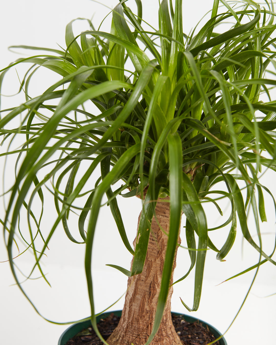 Ponytail Palm tree featuring thin, curly green fronds cascading down around a central textured trunk in a green plastic pot.