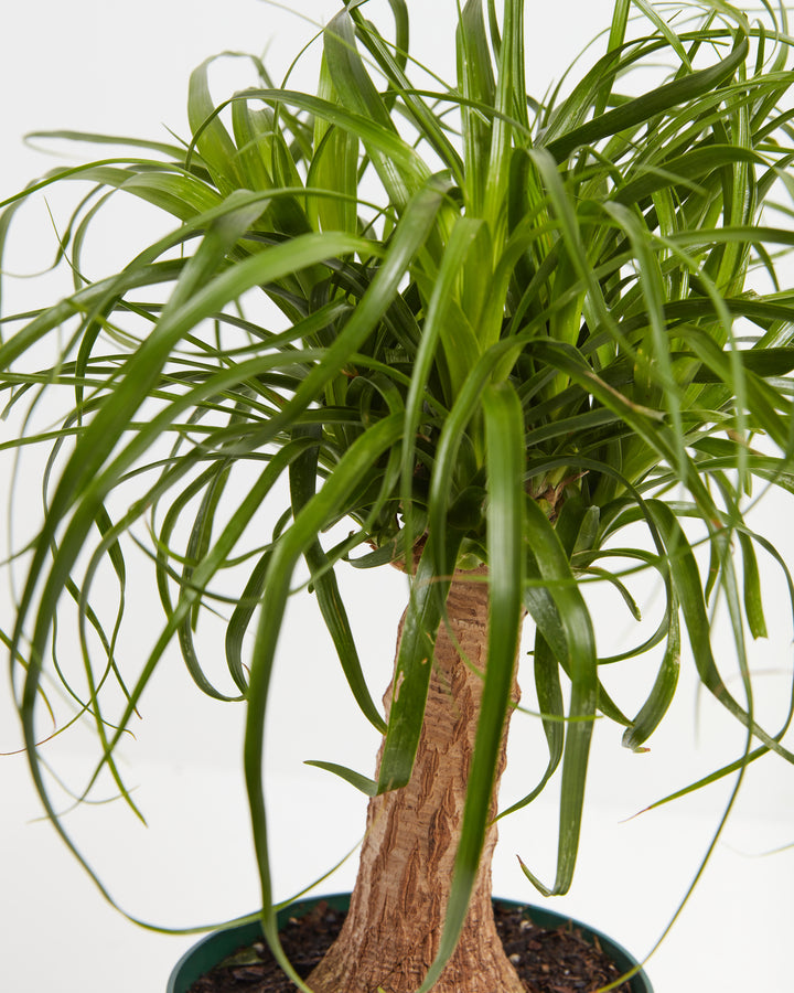 Ponytail Palm tree featuring thin, curly green fronds cascading down around a central textured trunk in a green plastic pot.
