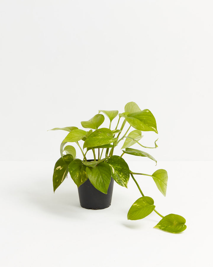 A full view of a small Golden Pothos plant featuring heart-shaped green leaves with yellow variegation and a trailing vine, presented in a black grower pot against a white background.