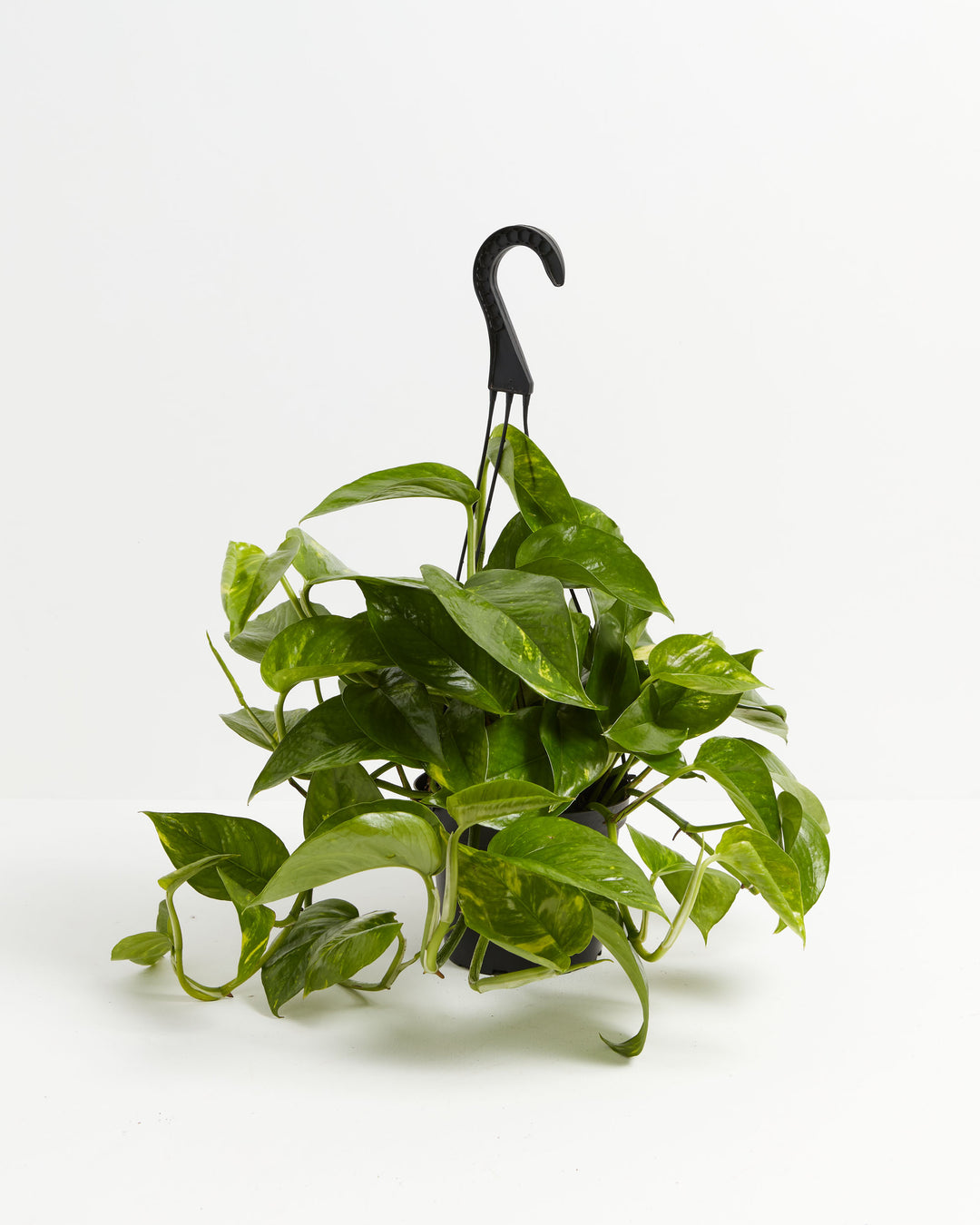 A full view of a Golden Pothos plant featuring lush, trailing heart-shaped green leaves with yellow variegation, presented in a black hanging grower pot with a matching black hook against a white background.