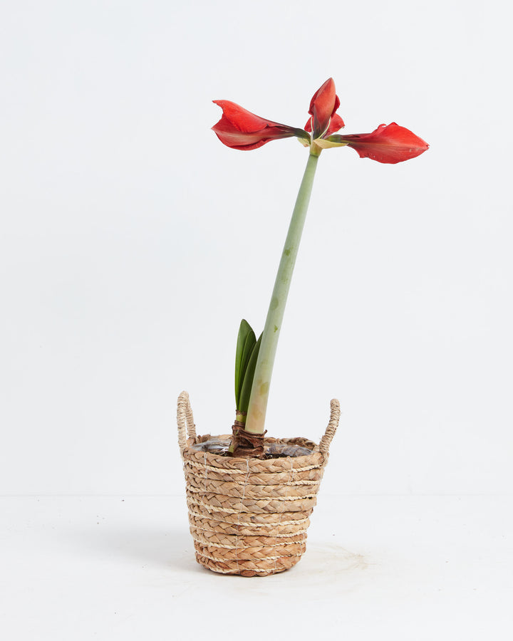 Voluptuous Lion Red Rare Premium Amaryllis, Lively Root, Plant, , , , 