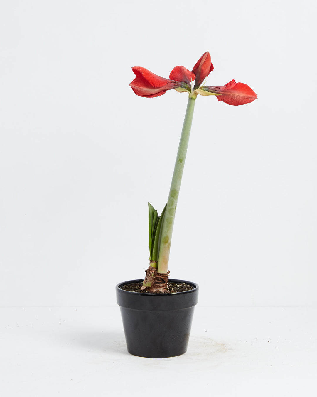 Voluptuous Lion Red Rare Premium Amaryllis, Lively Root, Plant, , , , 