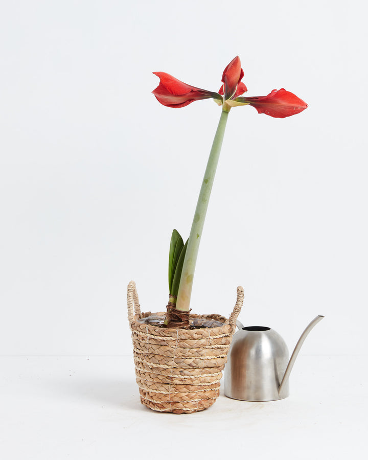 Voluptuous Lion Red Rare Premium Amaryllis, Lively Root, Plant, , , , 