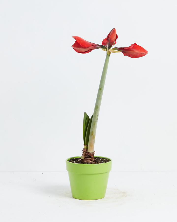 Voluptuous Lion Red Rare Premium Amaryllis, Lively Root, Plant, , , , 