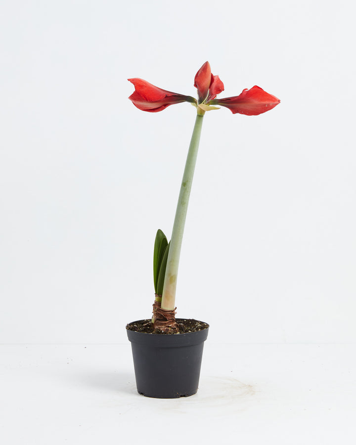 Voluptuous Lion Red Rare Premium Amaryllis, Lively Root, Plant, , , , 