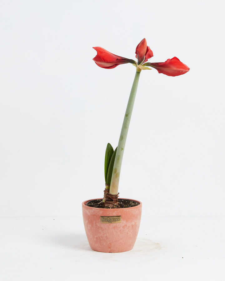 Voluptuous Lion Red Rare Premium Amaryllis, Lively Root, Plant, , , , 